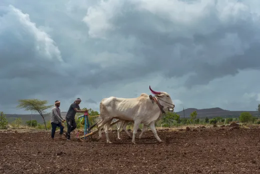 Farmers sow soybean seeds on a field as monsoon clouds cover the skyline, at Ghogaon village, in Karad