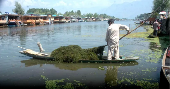 Dal Lake weed into fertiliser