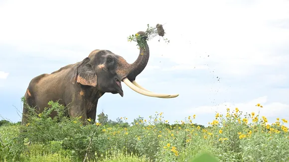 large herbivores invasive plants.jpg