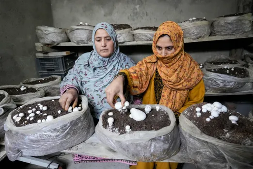 Mushroom farming in Baramulla KAshmir