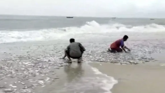 People collect fish washed ashore by sea waves owing to Cyclone Michaung, in Visakhapatnam