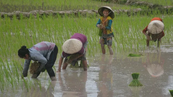 rice farming in rain