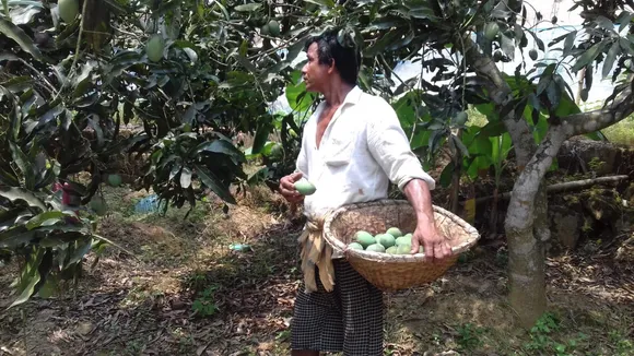 Mango orchards in Tripura.jpg