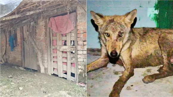 wolves attacking children in UP