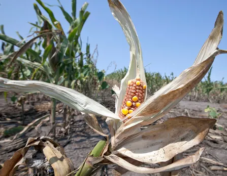 CLIMATE change food crisis.jpg