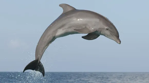 Dolphin