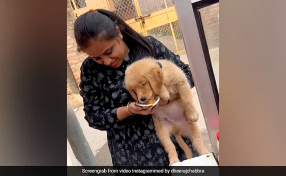 Dog Pani Puri