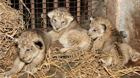 lion cubs