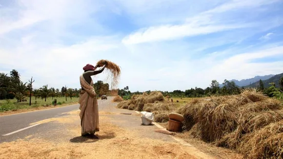 Indian farmer winnowing.jpg