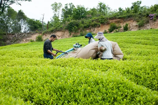 tea plucking machines