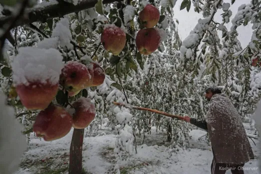 Kashmir Snowfall Apple Farmer