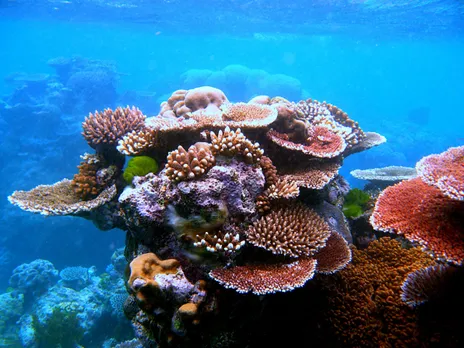 coral reefs.jpg