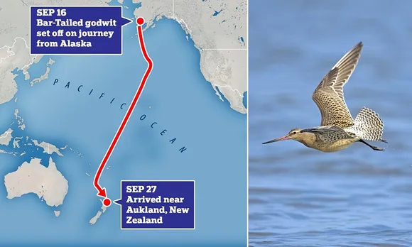 Godwit Bird