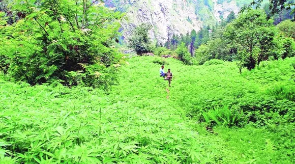 Himachal-cannabis-cultivation-Hemp