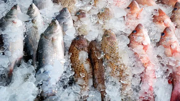 Frozen fish.jpeg