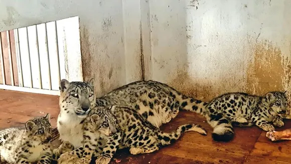 Seven leopard cubs die