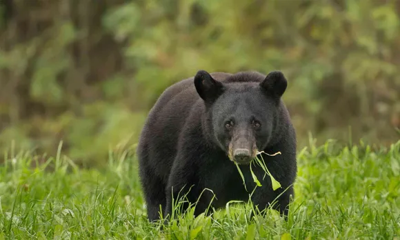 black bear.jpg