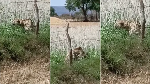 Cheetah Kuno