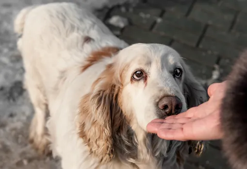 Dog.jpg