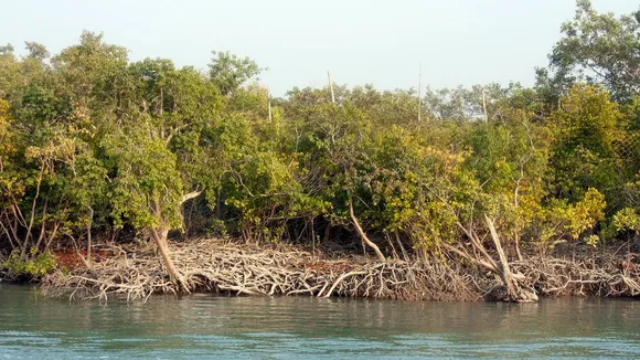 Sundarbans India