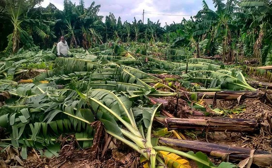 Uprooted trees following the landfall of Cyclone Michaung, in Prakasam district, Andhra Pradesh