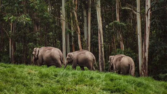 Elephants