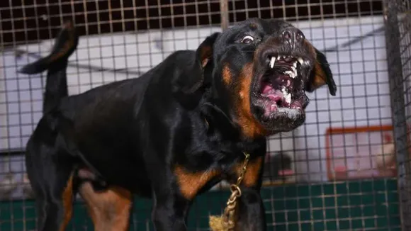 angry dog