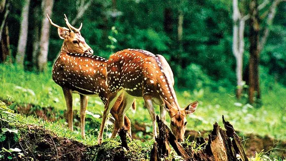 Spotted Deers.jpg