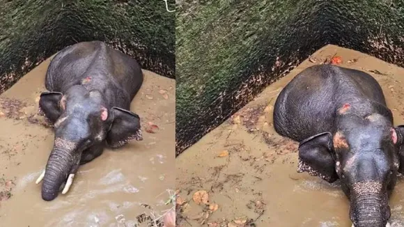 A wild elephant fell into a well in Kottapadi, Kothamangalam on Thursday night