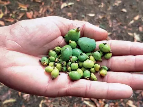 mango crop Rain