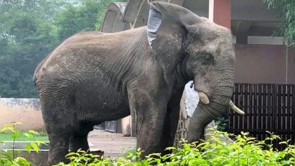 African elephant in delhi zoo