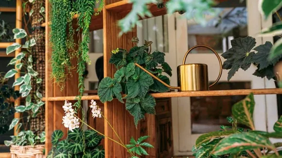 Plants Home Decor