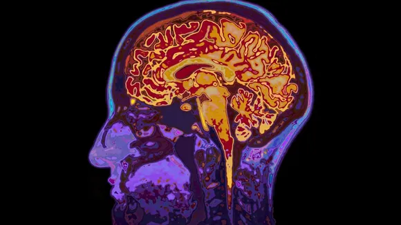 Human Brain Waves
