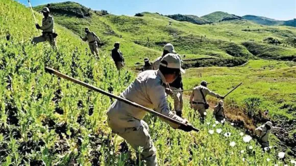 Kuki Poppy cultivation Manipur