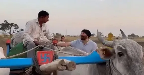 Sunny Deol Maharashtra