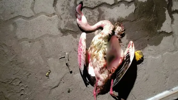 dead flamingos
