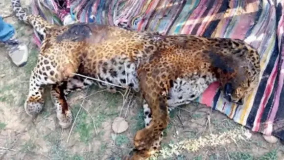Leopard