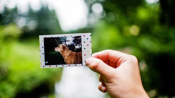 Impact of pet loss
