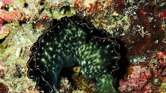Melanochlamys Droupadi