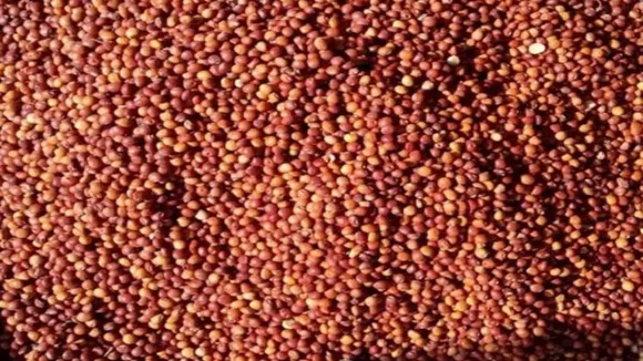 Tandur red gram.jpg