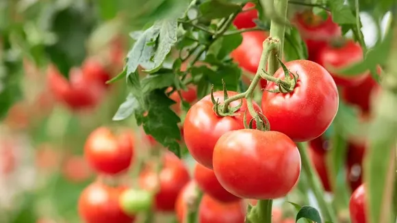 Ripe Tomato