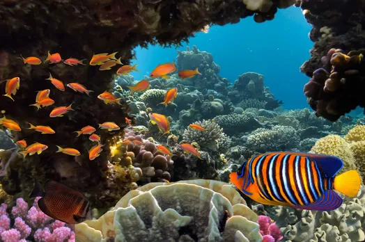 marine biodiversity.jpg