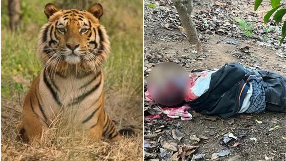 Tiger attack.jpeg