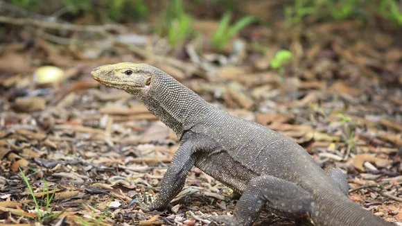 monitor lizard.jpg