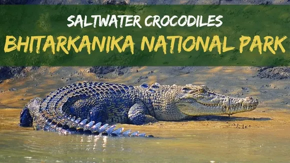 crocodiles counted in Bhitarkanika National Park