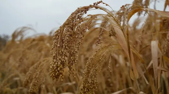 MILLETS cultivation.jpg