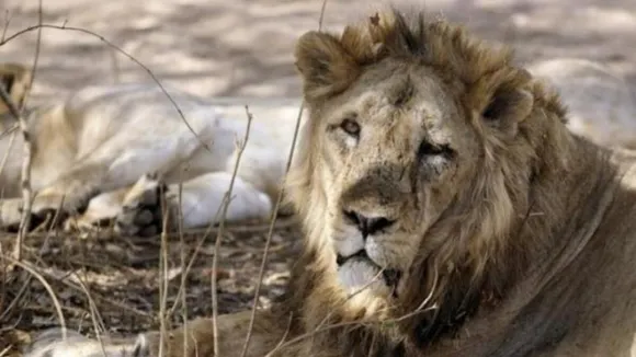 Lion train accident.jpeg