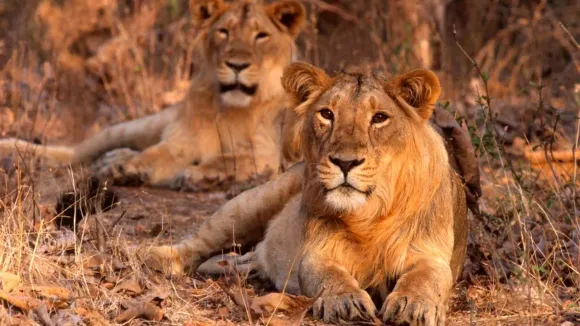 Lion Animal Wildlife