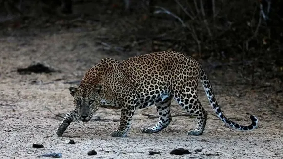 Leopard Image Leopard Atatcks