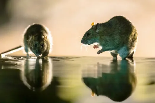 Two rodents.jpg
